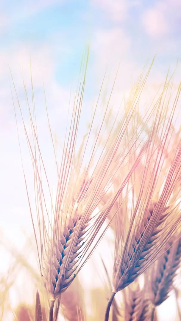 The Catcher in the Rye